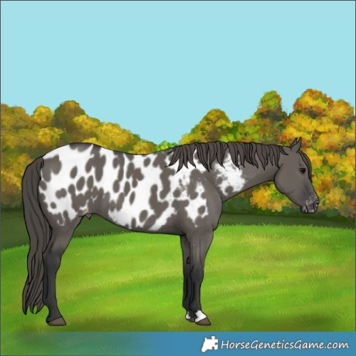 Horse Color:Grullo Appaloosa 