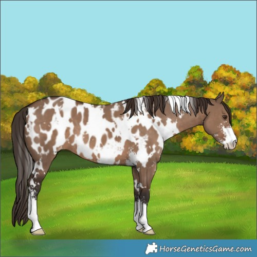 Horse Color:White Spotted Liver Red Dun Sabino Appaloosa 