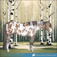 Horse Color:White Spotted Liver Red Dun Sabino Appaloosa 