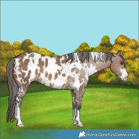 Horse Color:White Spotted Liver Red Dun Sabino Appaloosa 