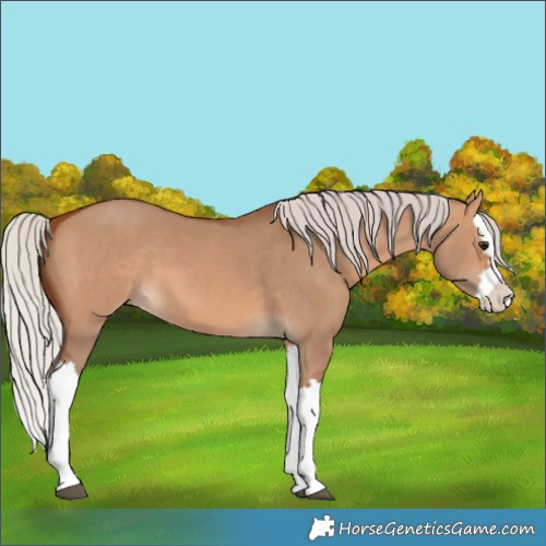 Horse Color:Silver Bay Dun Splash 