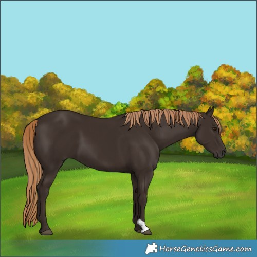 Horse Color:Liver Chestnut 