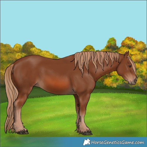 Horse Color:Chestnut 