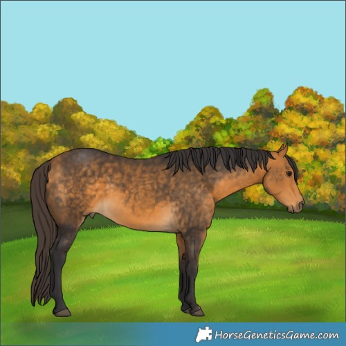 Horse Color:Buckskin 