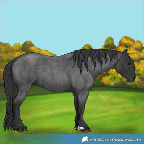 Horse Color:Blue Roan 