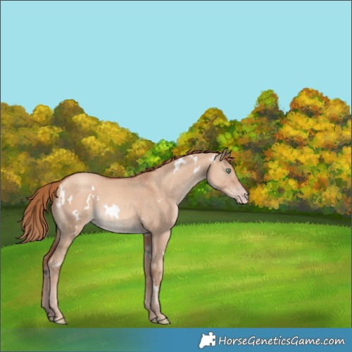 Horse Color:White Spotted Gold Champagne Dun 