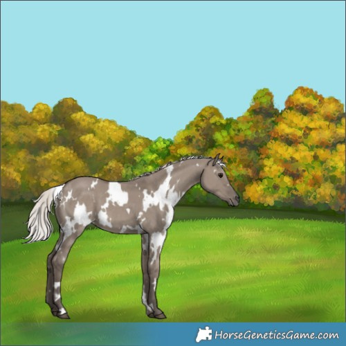 Horse Color:White Spotted Silver Grullo 