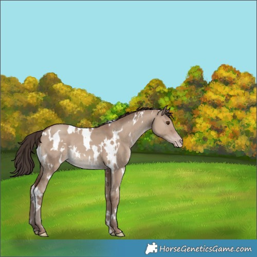 Horse Color:White Spotted Classic Champagne Dun 