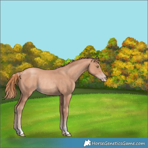 Horse Color:Gold Champagne Rabicano 
