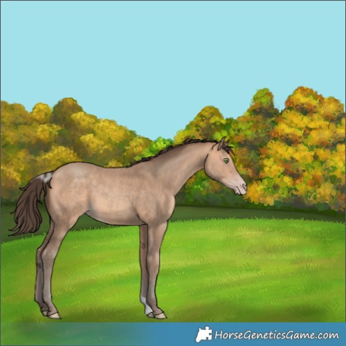 Horse Color:Amber Champagne 