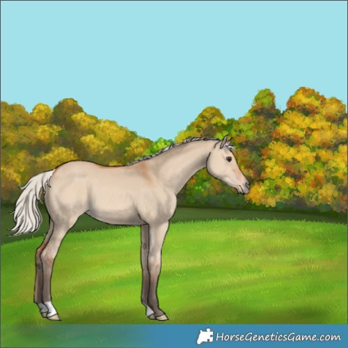 Horse Color:Silver Bay Dun 
