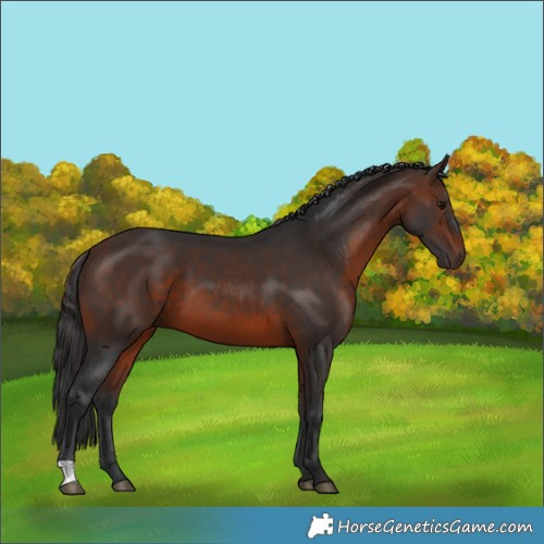 Horse Color:Brown 