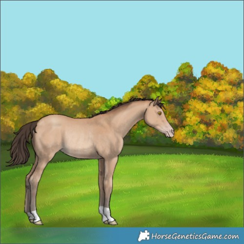 Horse Color:Amber Champagne Rabicano 