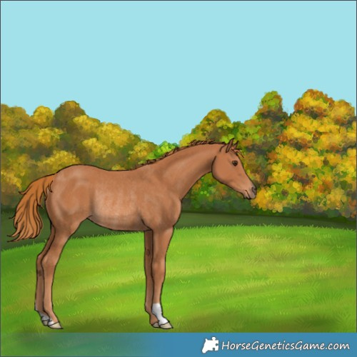 Horse Color:Chestnut Rabicano 