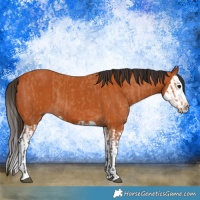 Horse Color:Bay  and Bay Splash 
