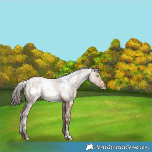 Horse Color:White Spotted Sable Champagne Dun 