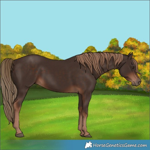 Horse Color:Liver Chestnut 