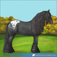 Horse Color:Black Appaloosa 