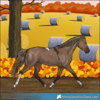 Horse Color:Liver Red Dun Tobiano