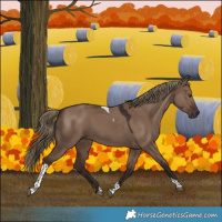 Horse Color:Liver Red Dun Tobiano