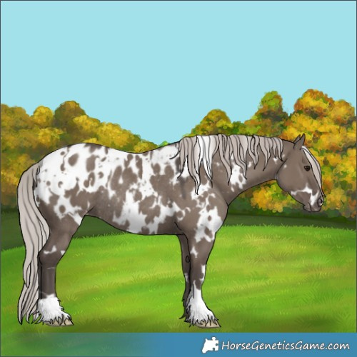 Horse Color:White Spotted Silver Grullo Appaloosa Rabicano 