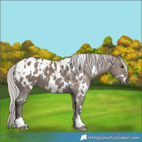 Horse Color:White Spotted Silver Grullo Blanket Rabicano