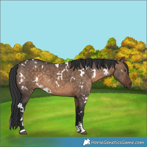 Horse Color:White Spotted Brown Dun Sabino 
