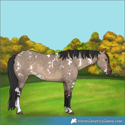 Horse Color:White Spotted Brown Dun Sabino 