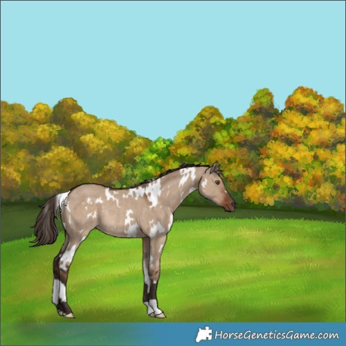 Horse Color:White Spotted Liver Red Dun Rabicano 