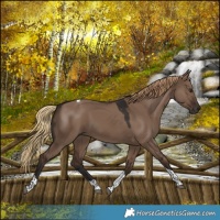 Horse Color:Liver Red Dun Tobiano 