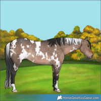 Horse Color:White Spotted Brown Dun Rabicano 