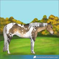 Horse Color:White Spotted Silver Buckskin Tobiano Rabicano