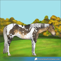 Horse Color:White Spotted Silver Buckskin Tobiano Rabicano