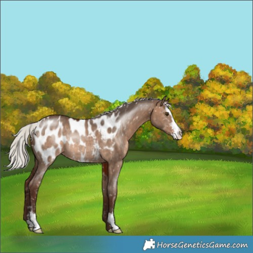 Horse Color:Silver Brown Dun Sabino Appaloosa Rabicano 