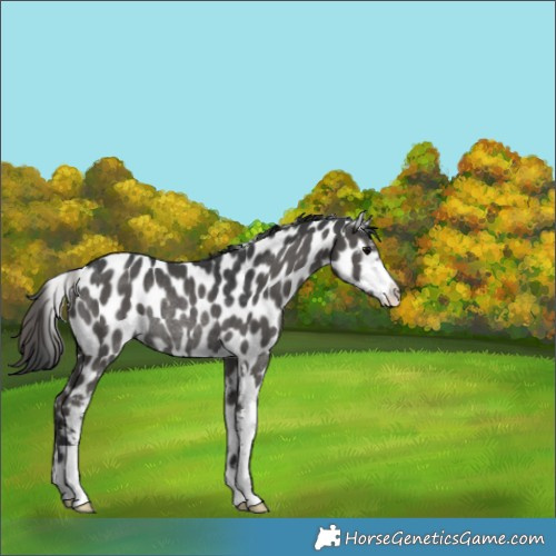 Horse Color:Grullo Sabino Appaloosa Rabicano 