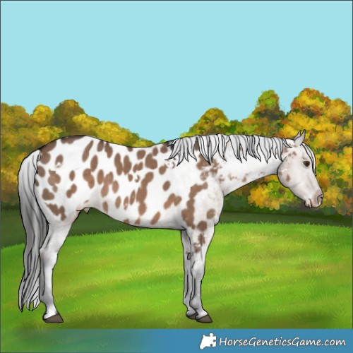 Horse Color:White Spotted Liver Red Dun Appaloosa 