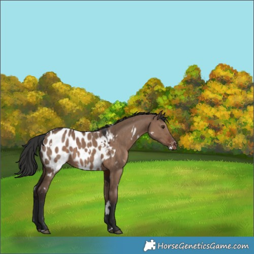 Horse Color:White Spotted Liver Red Dun Appaloosa 