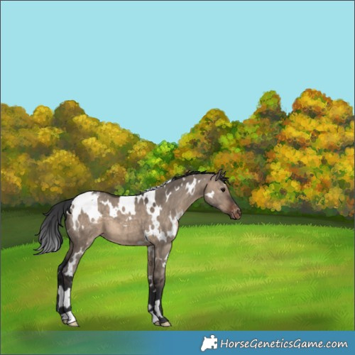 Horse Color:White Spotted Brown Dun Appaloosa 