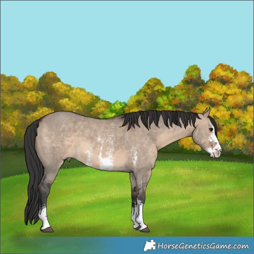 Horse Color:Brown Dun Sabino 