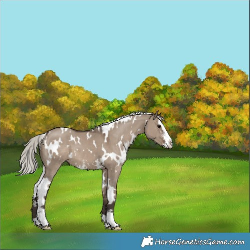 Horse Color:White Spotted Silver Grullo Sabino 