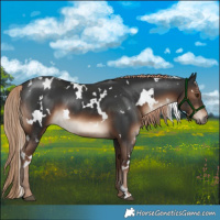 Horse Color:White Spotted Liver Chestnut 