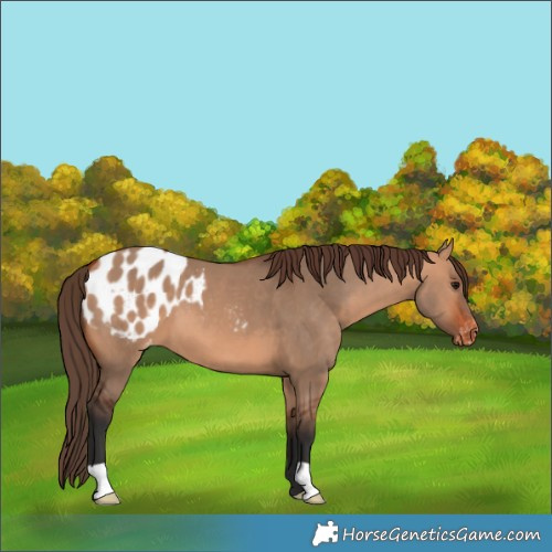 Horse Color:Bay Dun Appaloosa 
