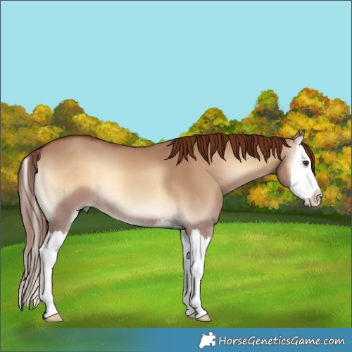Horse Color:Red Dun Onyx Splash 