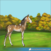 Horse Color:White Spotted Buckskin Splash Varnish 