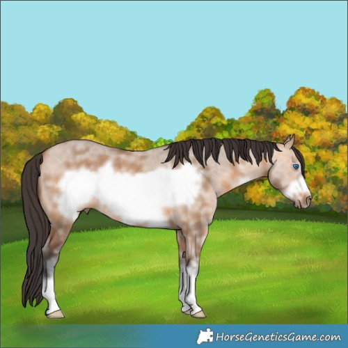 Horse Color:Bay Dun Sabino Frame 