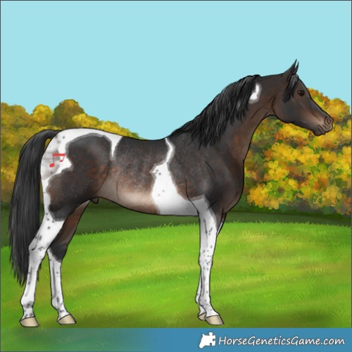 Horse Color:Brown Tobiano Rabicano 