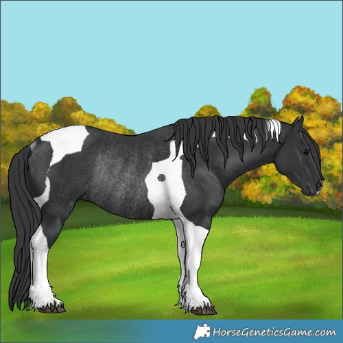 Horse Color:Black Tobiano Rabicano