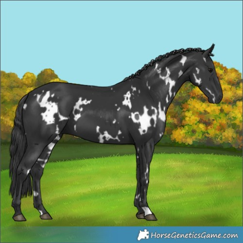 Horse Color:White Spotted Black 