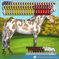 Horse Color:Gray White Spotted Silver Buckskin Dun Near Leopard Brindle 