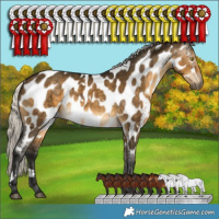 Horse Color:Gray White Spotted Silver Buckskin Dun Appaloosa Brindle